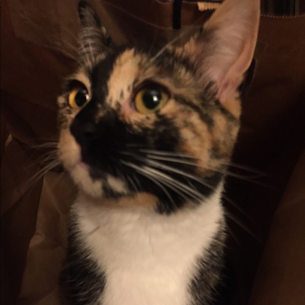 Meet your Posher, Maureen